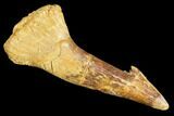 Fossil Sawfish (Onchopristis) Rostral Barb- Morocco #106467-1